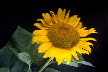 Nice summer sunflower laying on black background