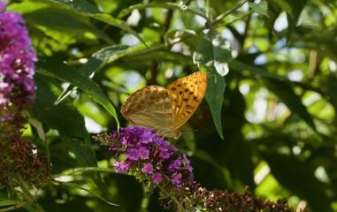 farfalla Argynnis paphia su fiori di Buddleja davidii (pianta delle farfalle)