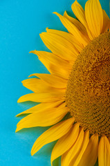 Fragment of yellow sunflower laying on blue background