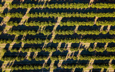 texturas de laranjal