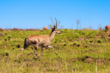 Wildlife