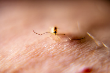 Close-up of mosquito sucking blood from human skin