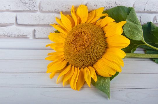 Yellow sunflower laying on white background