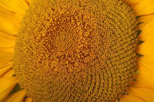 Fototapeta Close up of big yellow sunflower. Soft focus