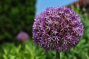 Allium giganteum - giant onion