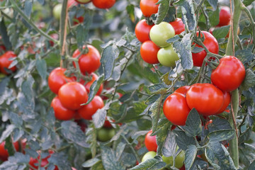 Tomatenstrauch im Gewächshaus