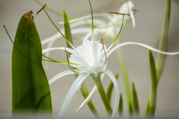 White Flower Photography