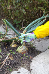 The gardener is harvesting onions, organic farming. Green vegetables are grown in the garden in the open at their dacha.