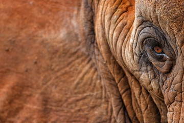 Elephant bull eye during a close encounter in Zimanga Game Reserve in South Africa