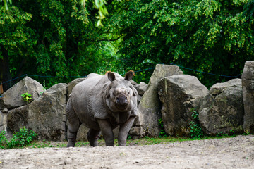 Fototapeta premium Rhinoceros in the zoo on background of stones and greenery
