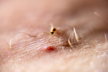 Close-up of mosquito sucking blood from human skin