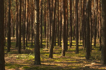 pine trees in the forest