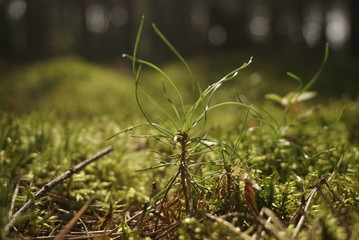 young small pine tree in the forest