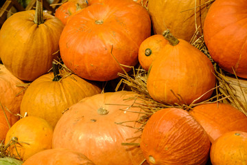 Pumpkins of orange colors on the hay after autumn harvest waiting for halloween holiday.