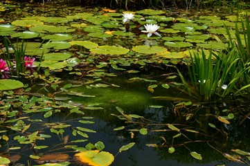 water lilies in a pond
