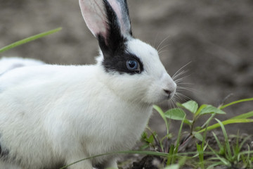 Wild Rabbit Photography