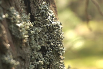 Tree trunk covered with moss 