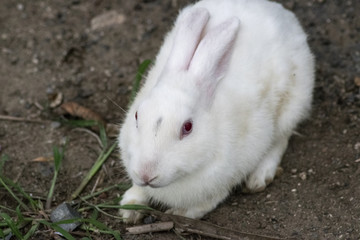 Wild Rabbit Photography
