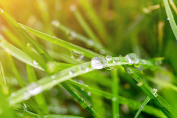 Naklejka premium Fresh green grass with dew drops closeup. Nature Background
