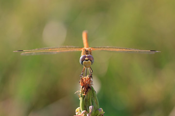 libellula rossa