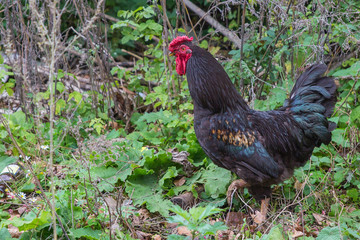 Black cock with a red comb in the grass.