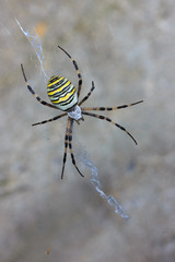 Argiope bruennichi