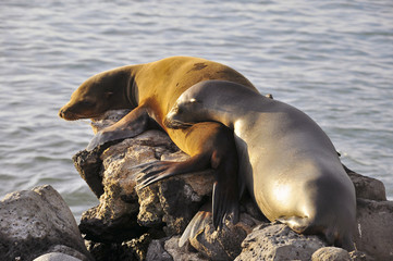 Galapagos Sealions