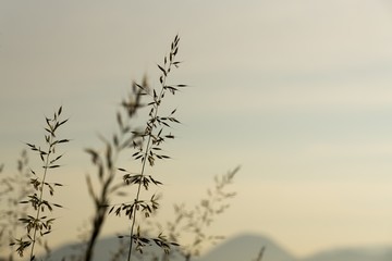 Grass on the meadow. Slovakia