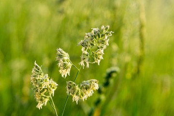 Grass on the meadow. Slovakia