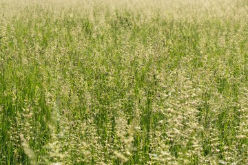 Grass on the meadow. Slovakia