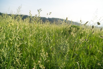 Grass on the meadow. Slovakia