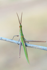 cone-headed grasshopper - Acrida ungarica