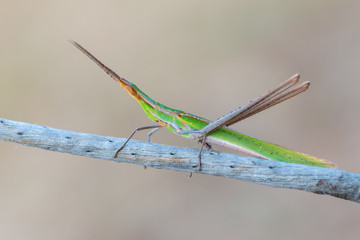 cone-headed grasshopper - Acrida ungarica