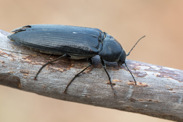 Eucnemidae - Phyllocerus bonvouloiri