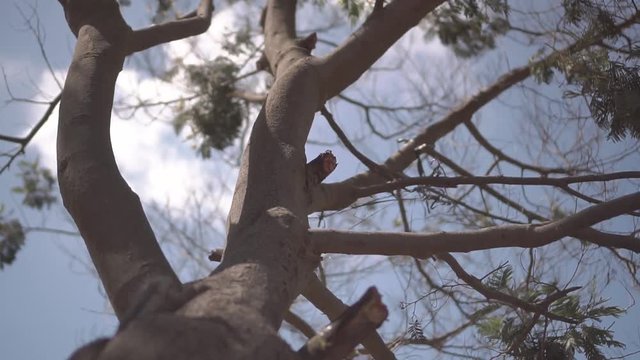 Detail tree daylight
