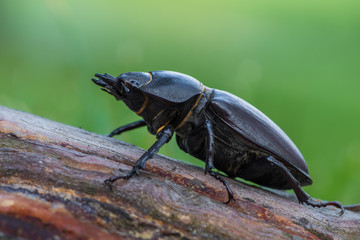 stag beetle - Lucanus cervus