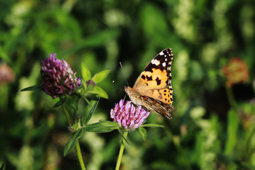 Distelfalter auf Kleeblüte