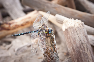Ważka na patyku © Mariusz Stoszewski