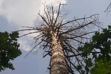 Fototapeta premium sick dry pine tree