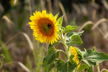Distelfalter auf Kleeblüte