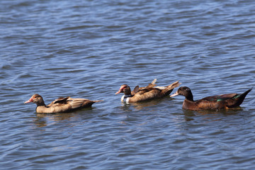 Trio of ducks floating in the blue waters of the pond.