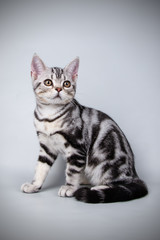studio photography of an American shorthair cat on colored backgrounds