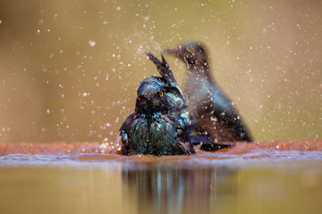 Cape Glosy Starling bathing in Zimanga Game Reserve in South Africa