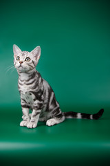 studio photography of an American shorthair cat on colored backgrounds