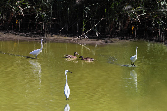 Two ducks swimming in green water swamp. Around them the circle created by the three egrets is narrowed..