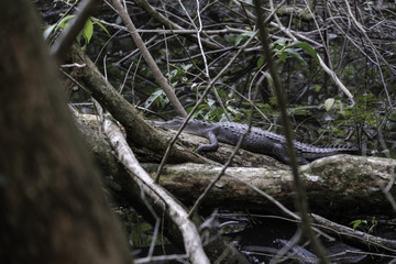 Little caiman in the mangroves of Manuel Antonio National Park