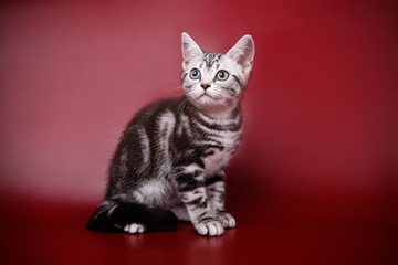 Fototapeta na wymiar studio photography of an American shorthair cat on colored backgrounds