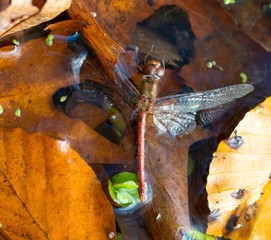 Gemeine Heidelibelle (Sympetrum vulgatum) liegt hilflos im Wasser eines Teichs, Lüneburger Heide,...