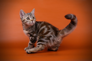 Naklejka na ściany i meble studio photography of an American shorthair cat on colored backgrounds