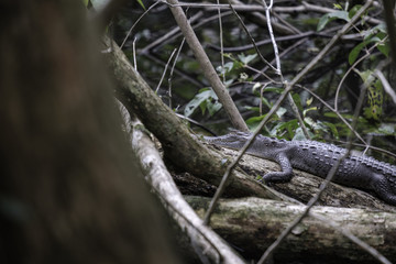 Little caiman in the mangroves of Manuel Antonio National Park